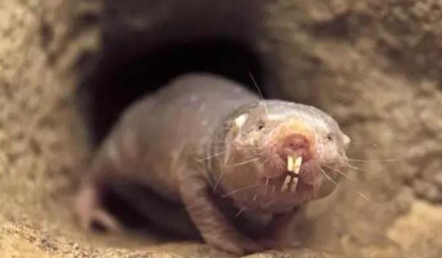 奇葩动物1: 裸鼹鼠,用不成比例的大门齿挖洞,这些牙齿位于嘴唇前面