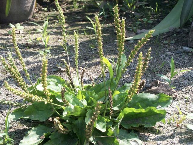 1种"车前草",叶片宽又大,花茎"20厘米高",别小瞧它,珍贵