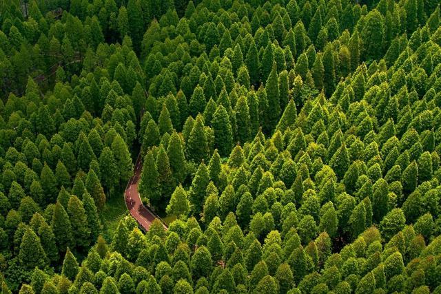 位于西北,东北,华北的三北防护林,是世界上最大的植树造林工程,获得了