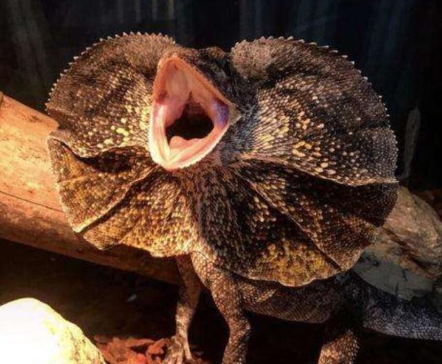 天下奇物 动物篇 鸟中的蓝精灵 威慑力十足的蜥蜴 气质很像霸王龙 腾讯网