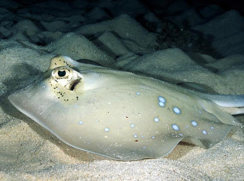 老鼠|有趣的生物们，原来犀牛也会路痴，迷路后就会发出老鼠般的声音
