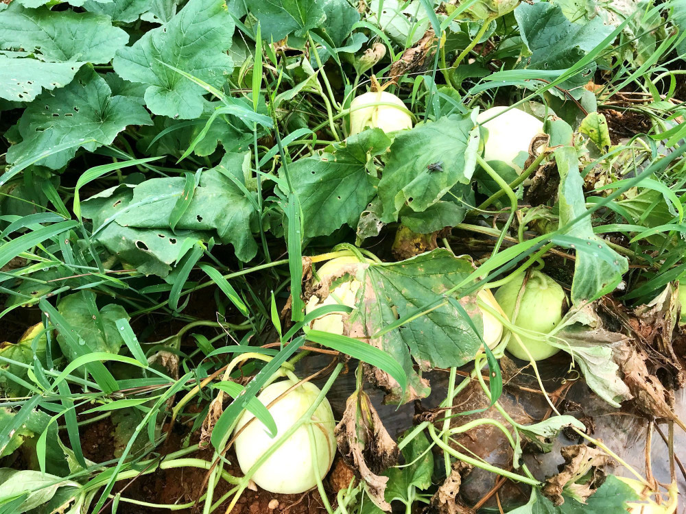 暴雨讓瓜農損失不少靈川很多香瓜爛在地裡