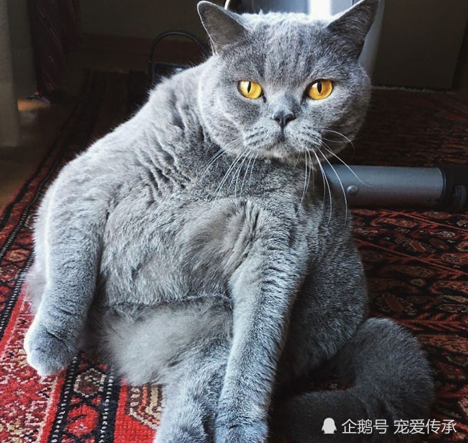 短毛猫因先天性疾病,身体呈现球状,主人:它很痛苦,但很乐观