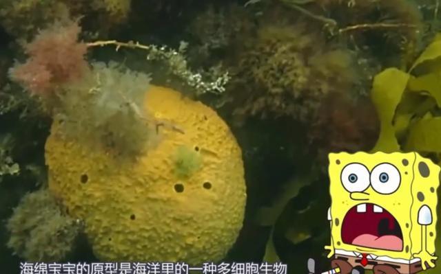 不仅仅是蟹老板,章鱼哥,派大星,还有我们可爱的泡芙阿姨,其实泡芙阿姨