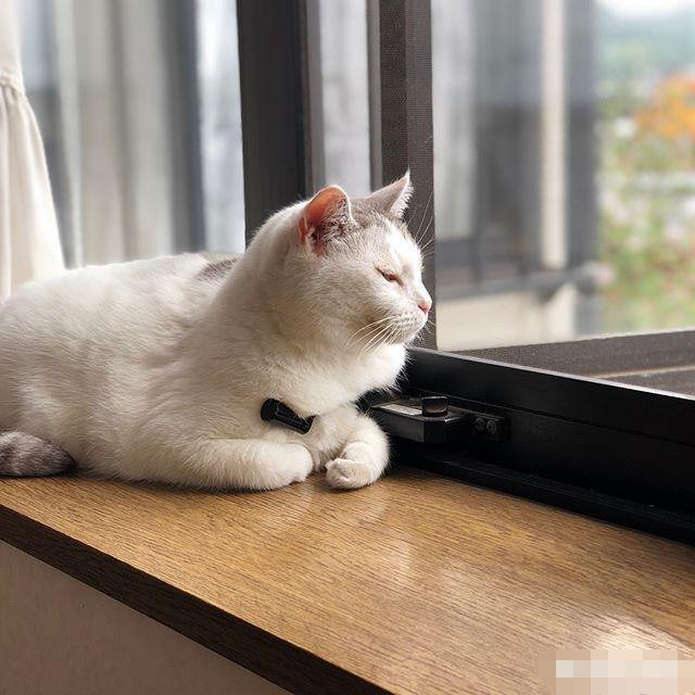 为什么猫老望着窗外发呆呢?看完涨知识了