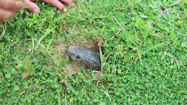 原来在雨季的时候,鱼都喜欢在地下钻洞,通常一窝鱼里面都住有10几条