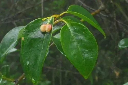 民间草药:过山龙