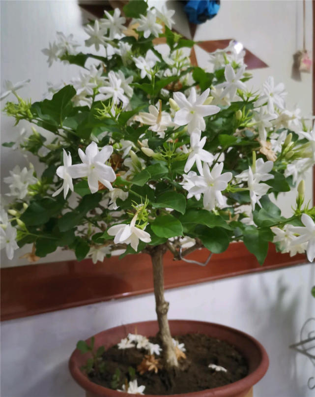 养茉莉,学会用"这把粉",花量翻倍