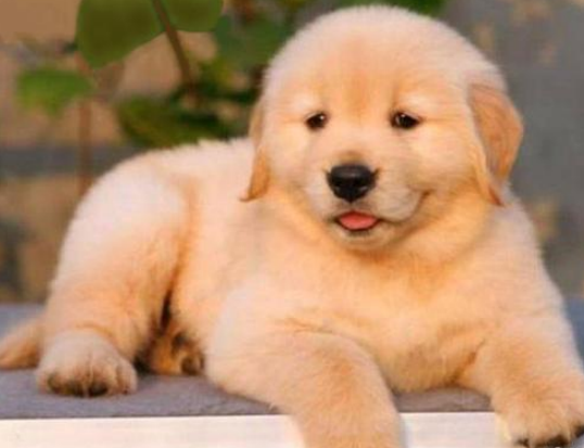 金毛幼犬拉稀绿色便便