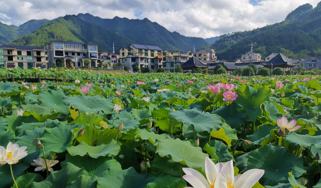 仲夏時節,蓮都區老竹畲族鎮新陶村南鄉革命紀念館裡人流攢動,熱鬧非常