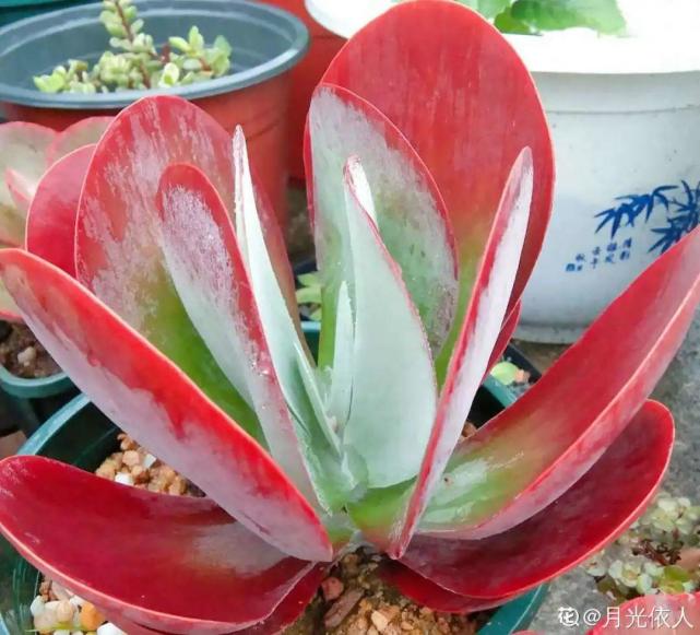 20种花 夏天要休眠 一浇水就死 腾讯网