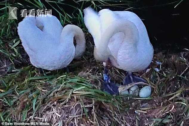 6枚天鹅蛋被人毁掉5枚 雄天鹅愤懑出走 天鹅妈妈伤心过度身亡