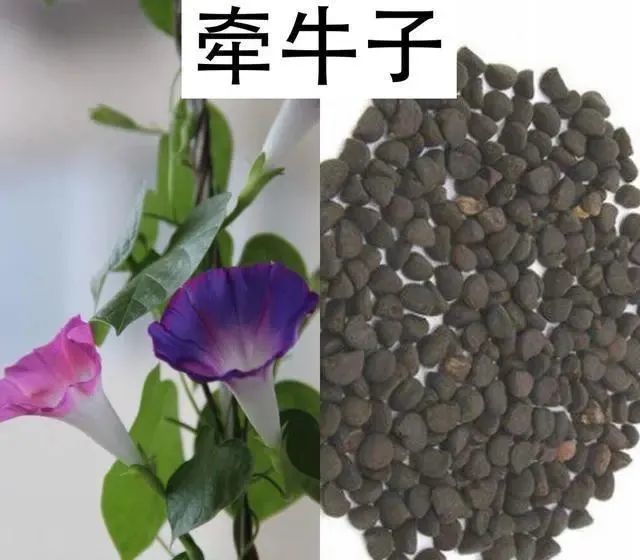 今日讲解峻下逐水药牵牛子