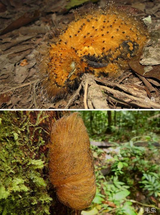 天生的伪装大师——栗翅斑伞鸟 小萌鸟非要装成毛毛虫_腾讯新闻