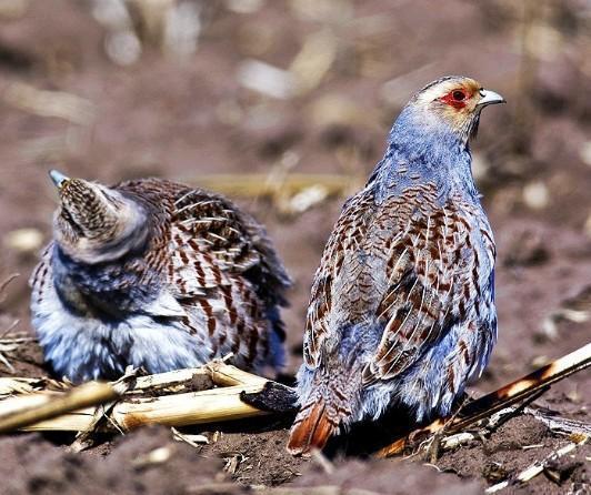 天生的伪装大师——栗翅斑伞鸟 小萌鸟非要装成毛毛虫_腾讯新闻