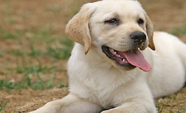 大家为什么都喜欢拉布拉多犬,因为它有属于自己的7个优点