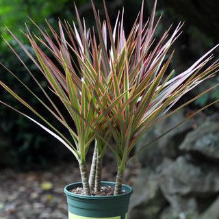 >五彩千年木,叶片五彩缤纷,非常漂亮五彩千年木,又称为缘叶龙血树,是