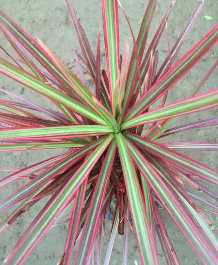 五彩千年木,又称为缘叶龙血树,是一种多年生常绿小乔木.