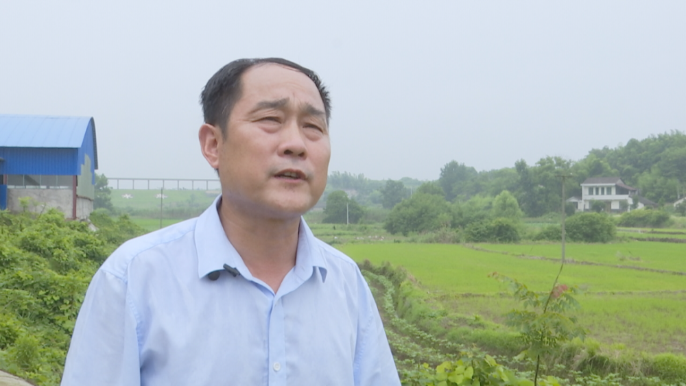 大堰垱镇石公桥村党总支书记 谭雨生:我们下一阶段将进一步把产业做大