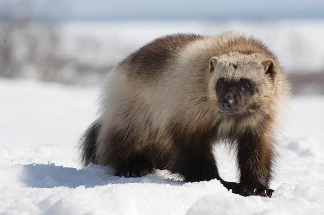 而且狼獾还喜欢坐享其成,什么棕熊,老虎,豹子辛苦得来的食物,狼獾看上
