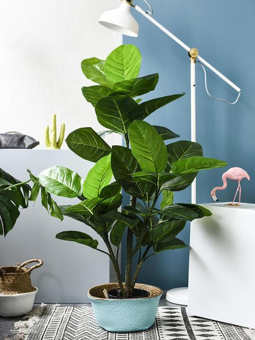 客厅应该摆放大气盆栽,别纠结养什么了,琴叶榕是最佳选择