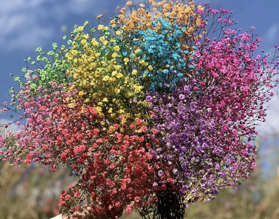 满天星的人生哲理(关于满天星的个性说说)