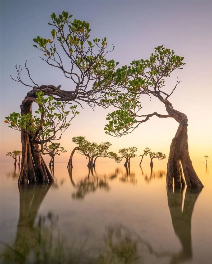 几棵歪树,竟美了整片海滩!