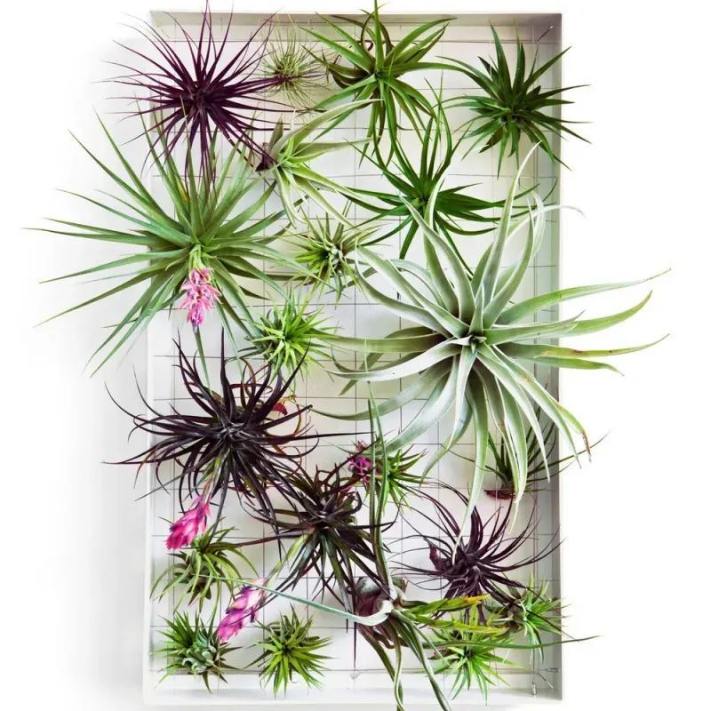 13种可以在半阴的窗台养开花的室内植物