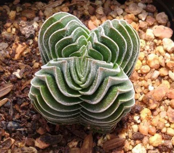 多肉"达摩绿塔"怎么拍?摄影师说:注意3个要点,采用3个方法