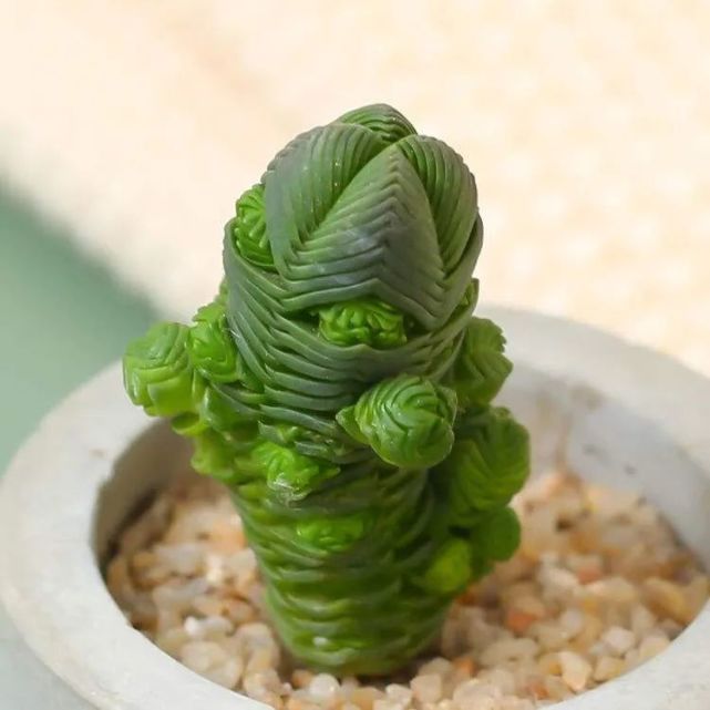 多肉"达摩绿塔"怎么拍?摄影师说:注意3个要点,采用3个方法