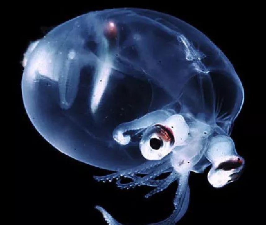 大猩猩|有趣的5种生物，大猩猩会见义勇为，即便不会游泳，也会去救落水伙伴