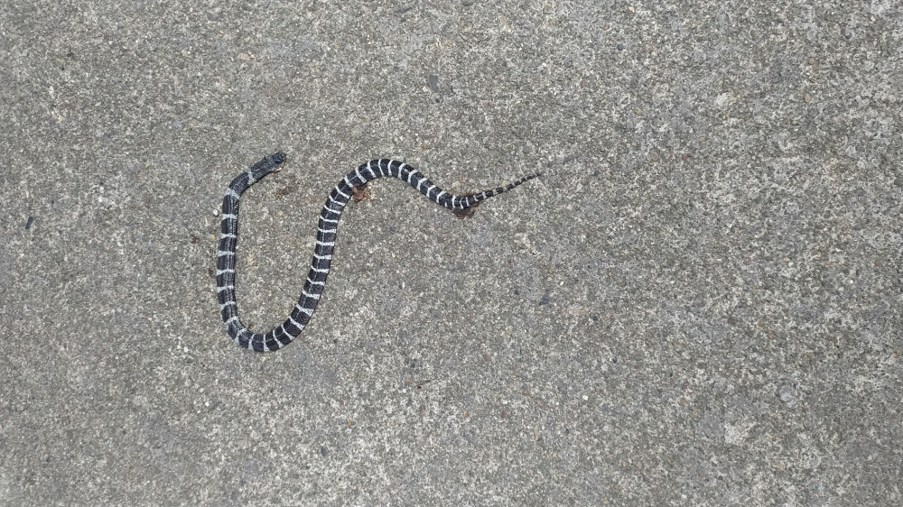 路遇银环蛇,心依旧怕怕_腾讯新闻