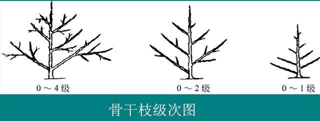 苹果树丰产树形结构及部位名称 腾讯网