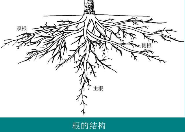 蘋果樹豐產樹形結構及部位名稱_騰訊新聞