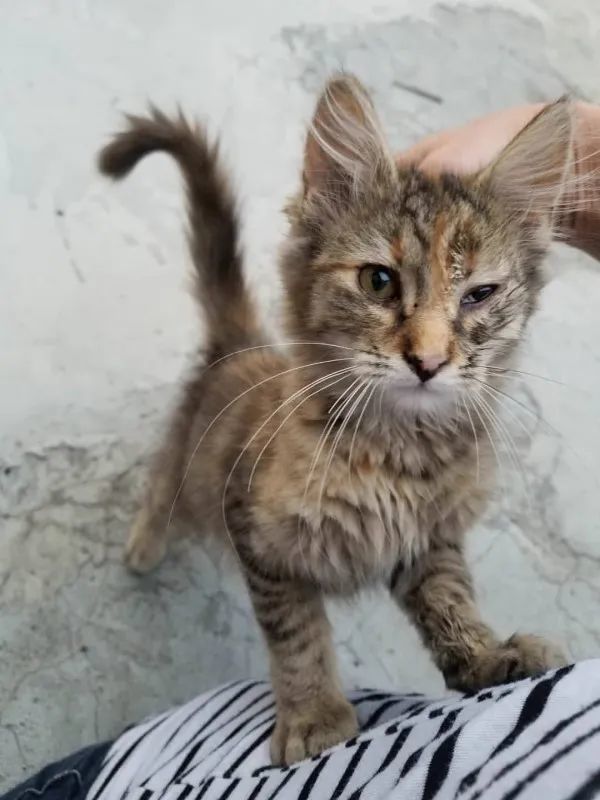 Sister Paper A Gentiment Emmene Un Chat Errant Mourant Voir Un Medecin Apres L Adoption Mieux C Est Daynewsfr