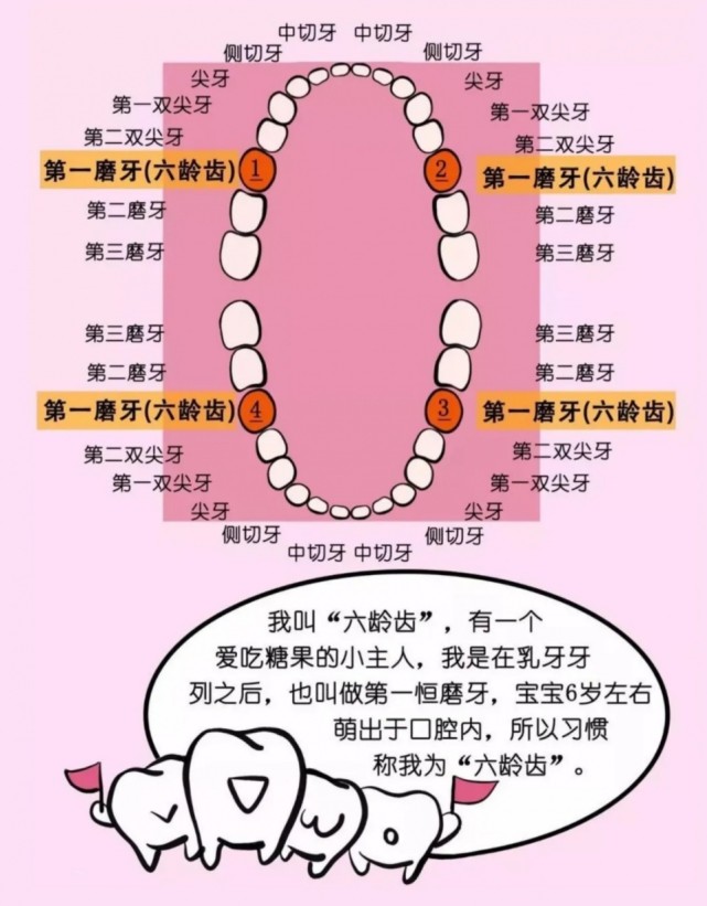 一直在强调的六龄齿到底是什么