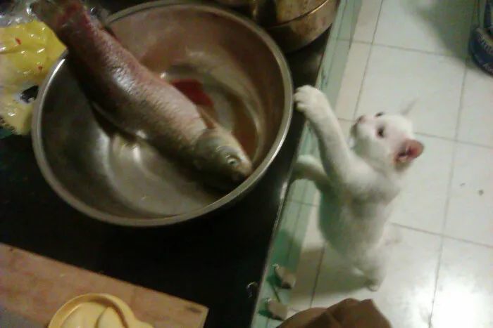 猫小鱼儿碗里不安全你快来我嘴里