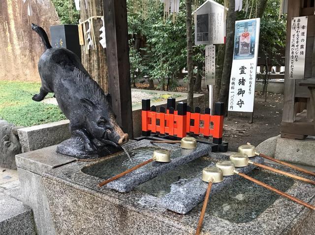 日本供奉野猪的神社 连人的腰疼脚酸都能管