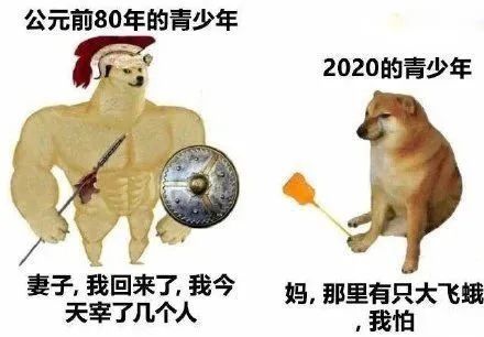 肌肉犬和小废狗对比合集个个都是真实的你