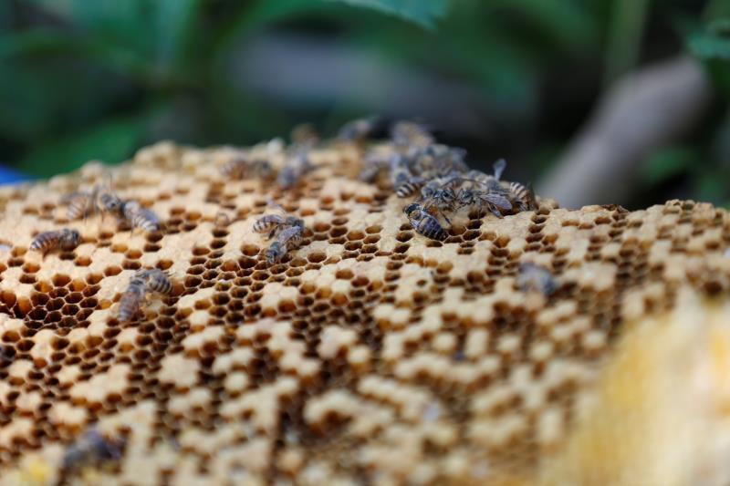 古韵山 野生中蜂与普通蜜蜂差别在哪里 蜜更好吗 腾讯新闻