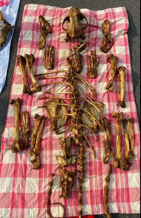 120万一套的虎皮虎骨?驱车三千里送货,刚下车就被抓