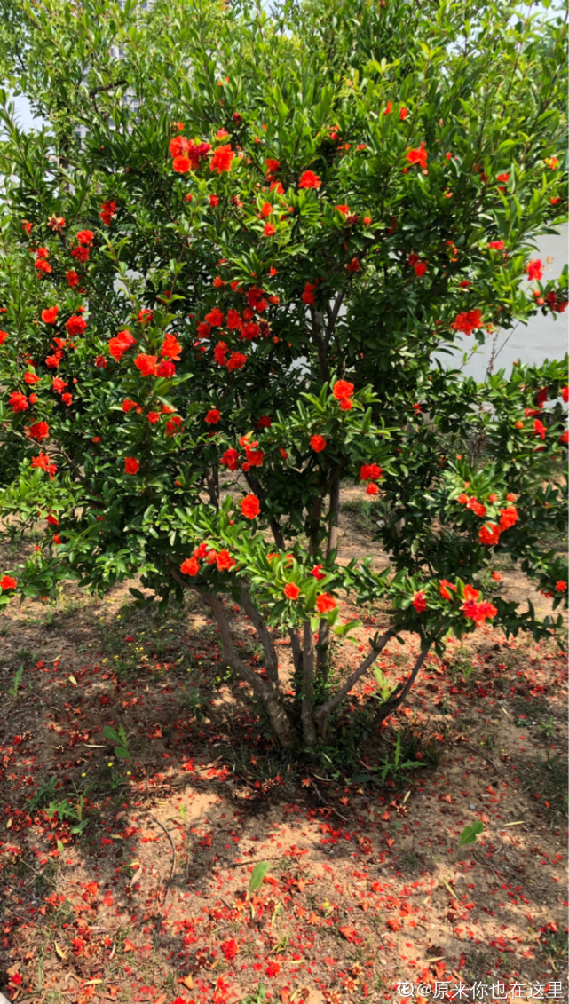 家里种一棵石榴树 开花红红火火 寓意特别好 腾讯网