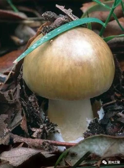 十大毒蘑菇,在野外遇到这些毒蘑菇可千万不能摘!_腾讯新闻