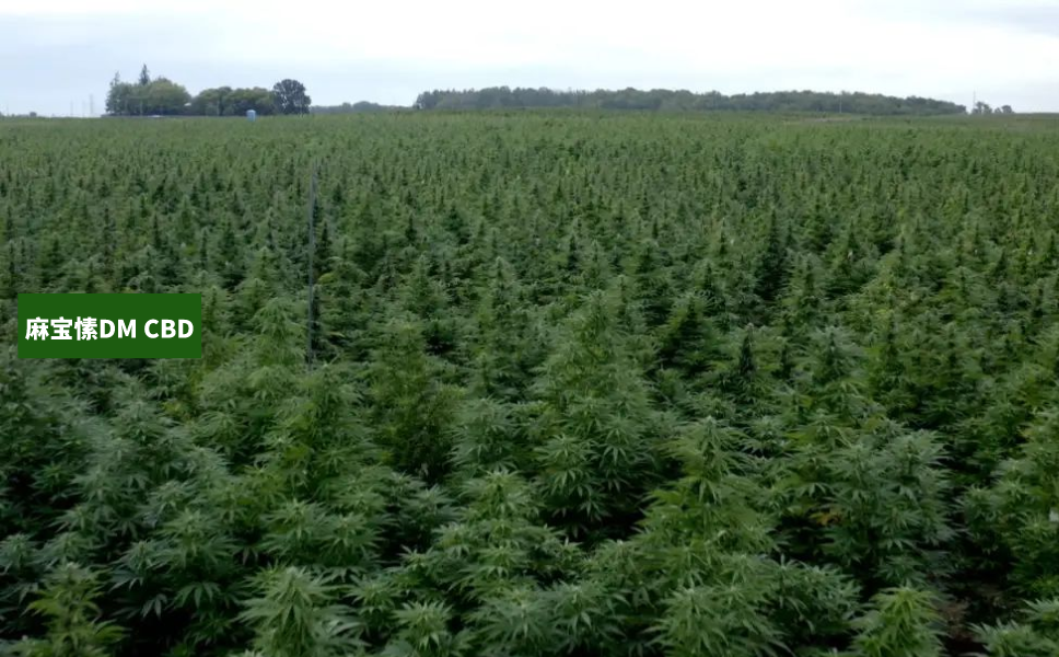 科普向——美国大麻合法化进程!