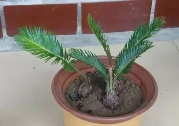 梅雨季掉叶 烂根 病害 你家植物该注意些什么