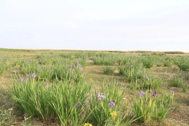 建盟40周年天境腾格里之苏海图湖