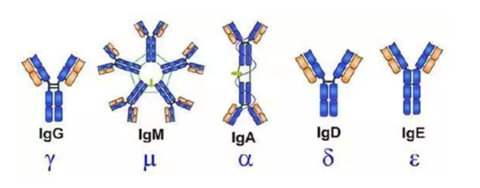 提高免疫力打免疫球蛋白有用吗