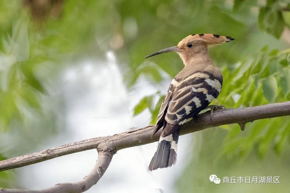 戴勝鳥又名叫胡哱哱,花蒲扇,山和尚,呼哮哼,咕咕翅,雞冠鳥等.