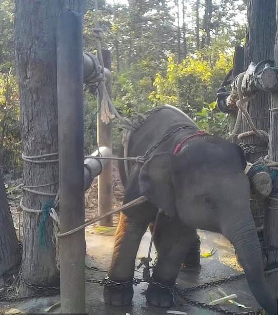 泰国大象遭无情虐待,从小被殴打还有牛钩刺进敏感区