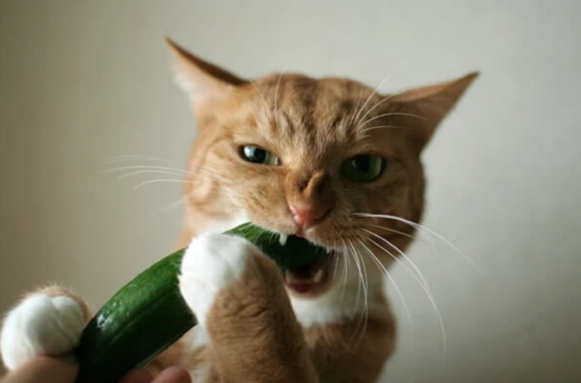 猫咪为啥会被"黄瓜"吓到?怕蛇才是主因,可别把猫咪吓出了病!